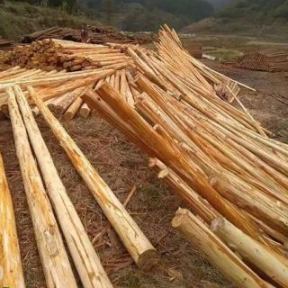 上海削皮杉木樁，浦東去皮杉木支撐，大樹(shù)支撐